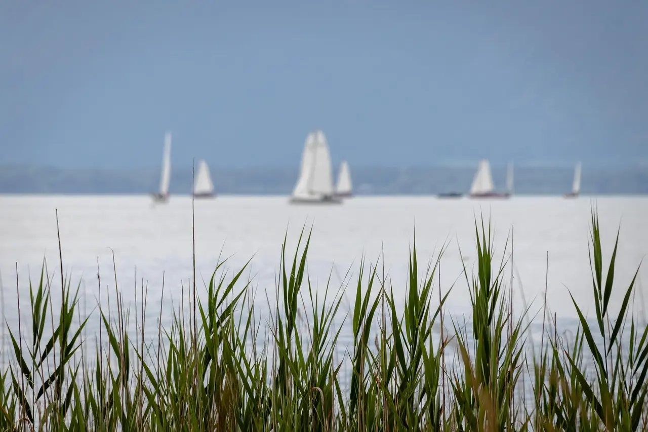 Sejlbåde på vandet